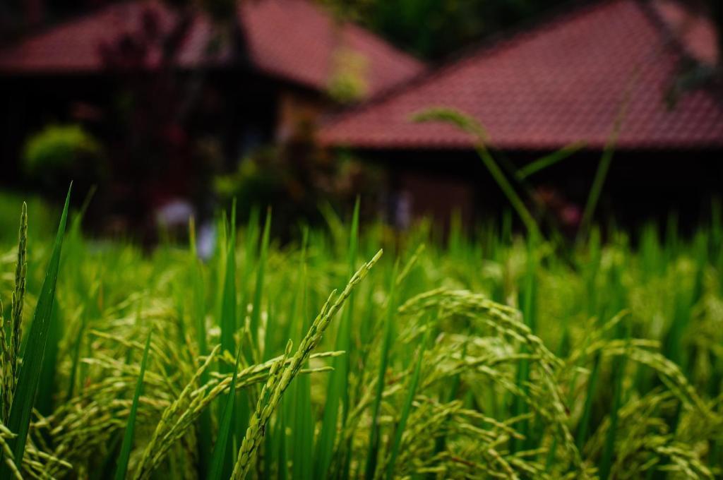 Puji Hostel And Bungalow Ubud Eksteriør billede